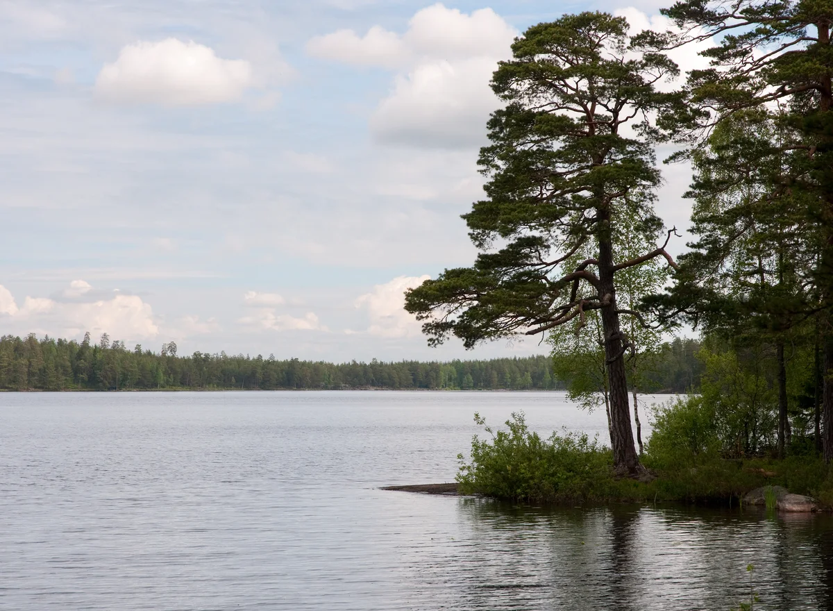 En tall vid Nävsjöns strand med skog på andra sidan vattnet